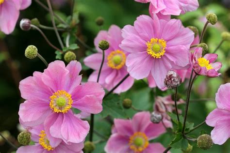 red anemones pests and diseases